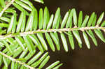 Eastern hemlock